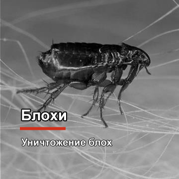 Уничтожение блох