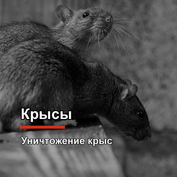 Уничтожение крыс