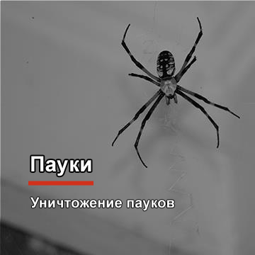Уничтожение пауков